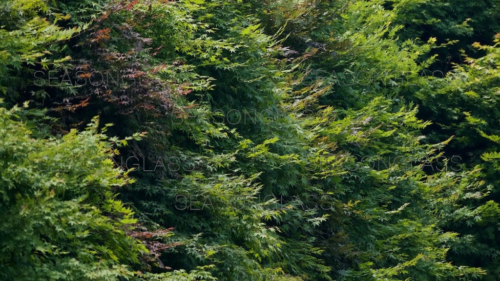 Maple Trees in Summer