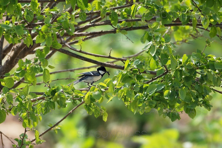 Great TIt