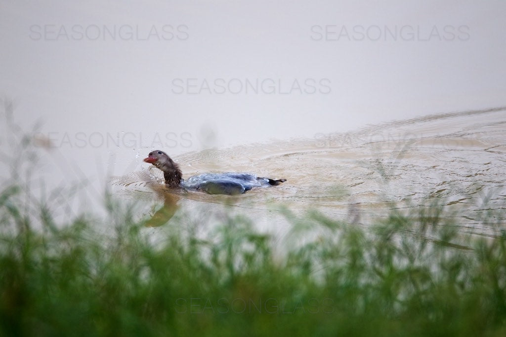 Mandarin Duck