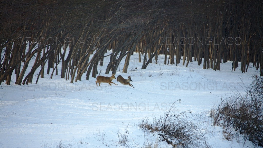 Water Deer