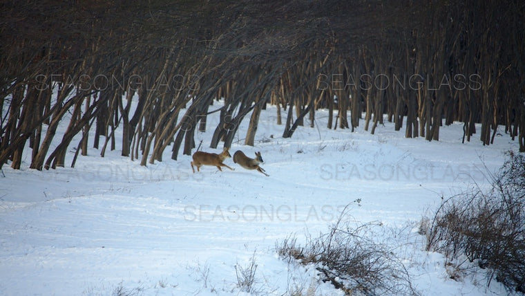 Water Deer