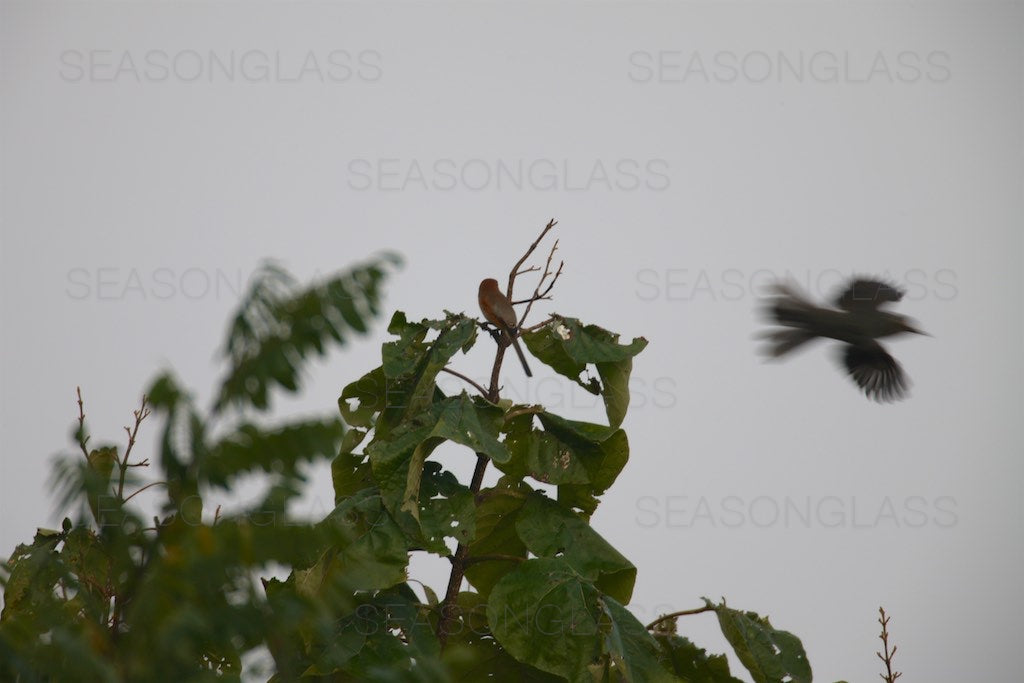 Bull-headed Shrike Staring at Brown-eared Bulbul