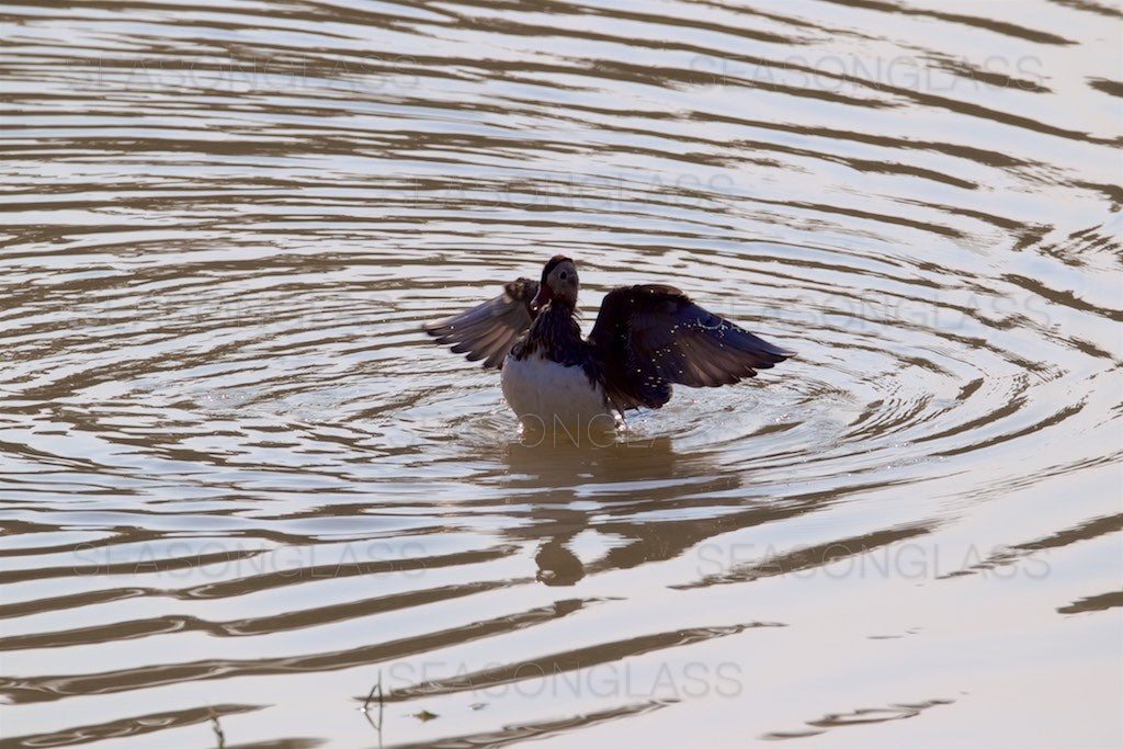 Male Mandarin Duck