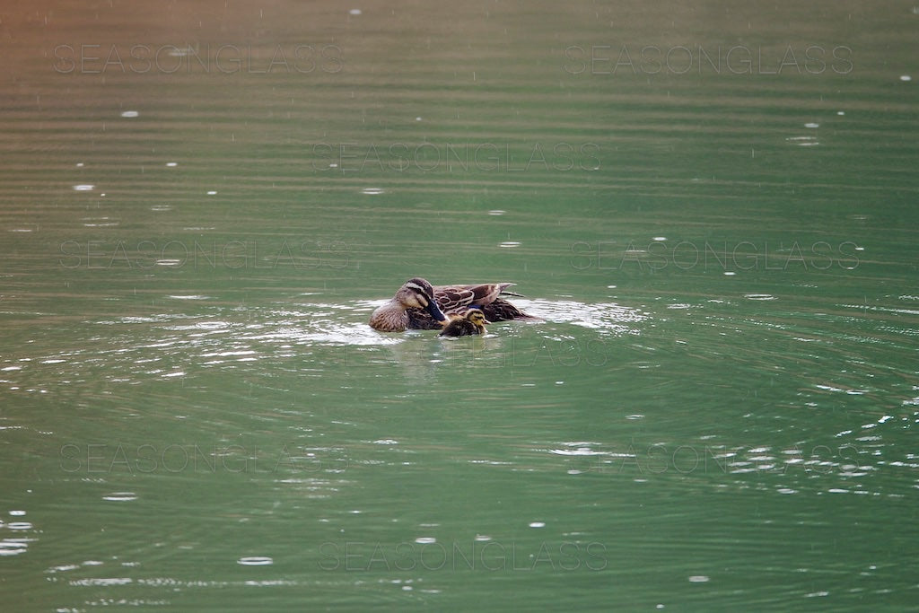 Spot-billed Duck and Duckling