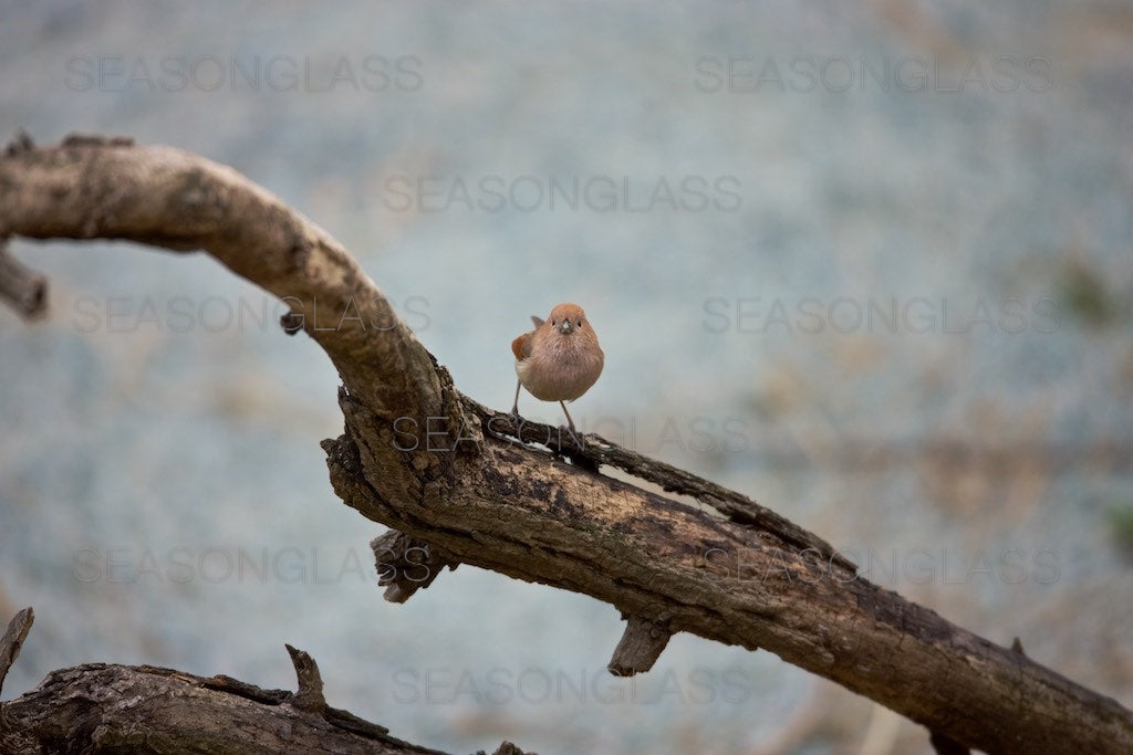 Vinous-throated Parrotbill