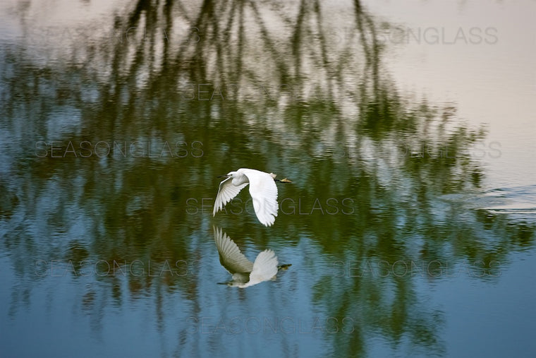 Egret