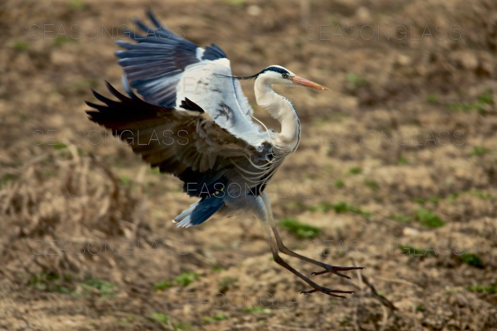 Grey Heron