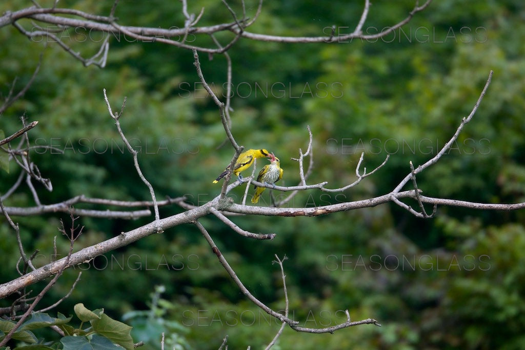 Black-naped Orioles