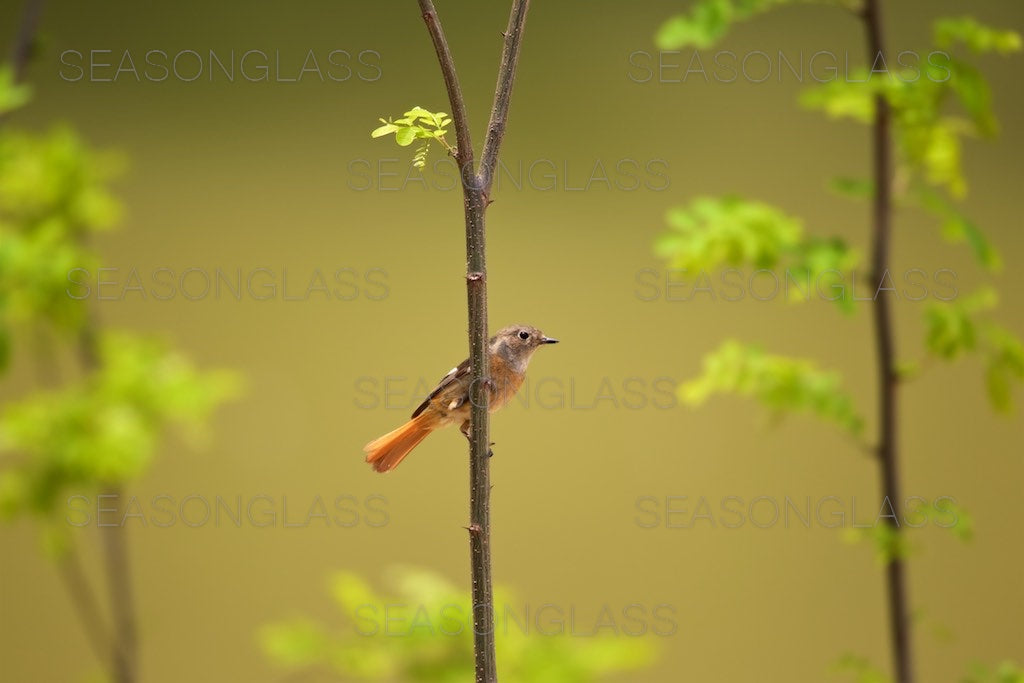 Female Daurian Redstart