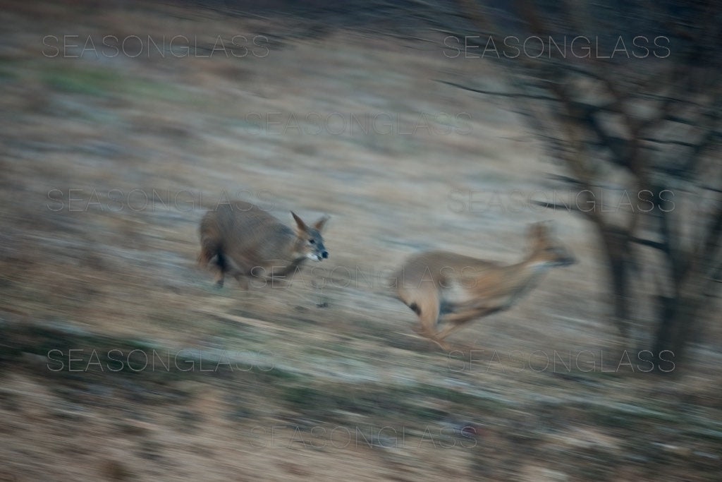 Water Deer