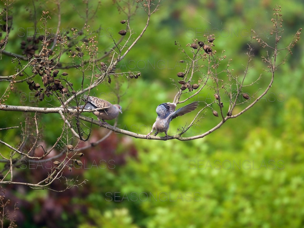 Turtledoves on Paulownia Tree