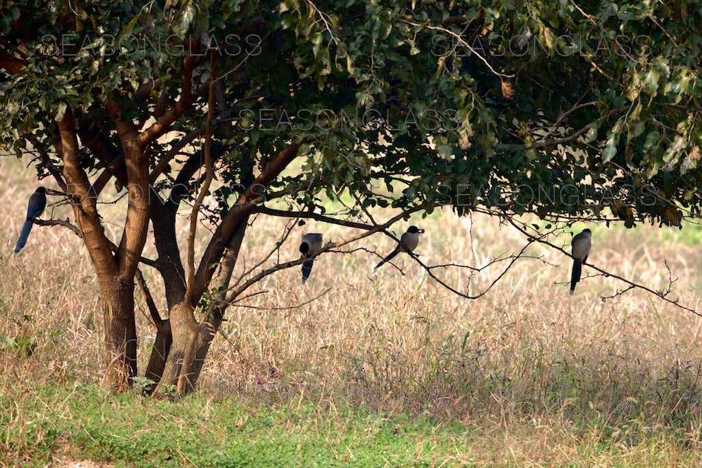 Azure-winged Magpies