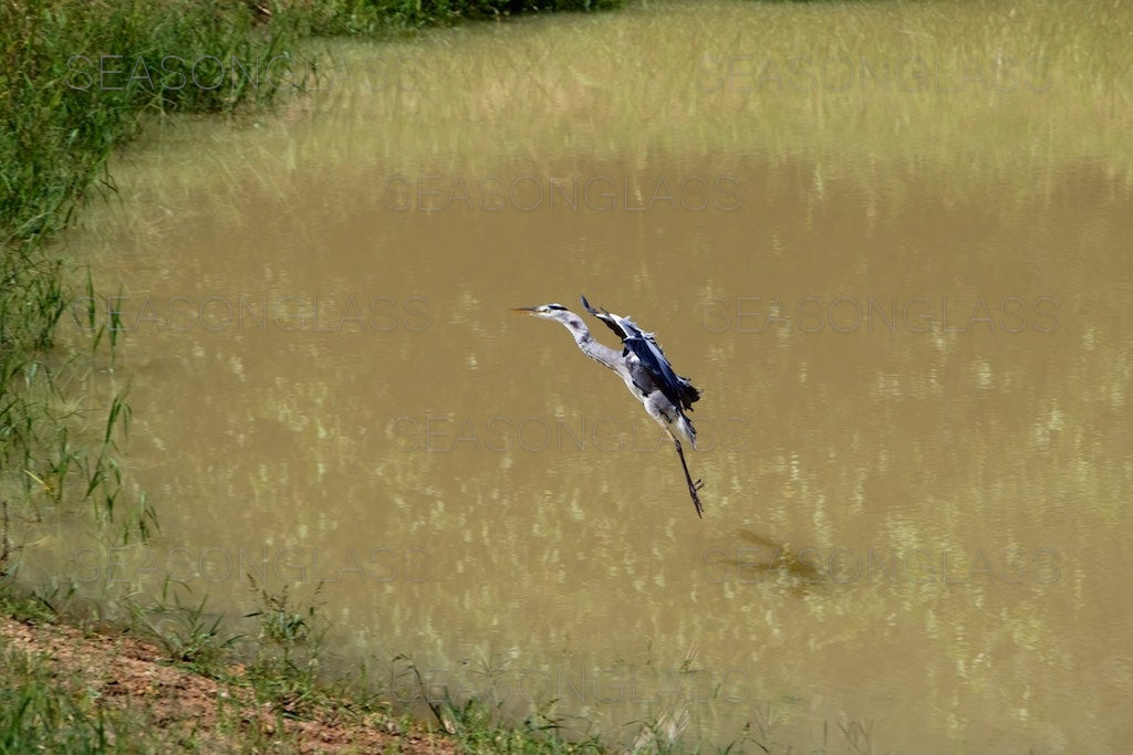 Grey Heron