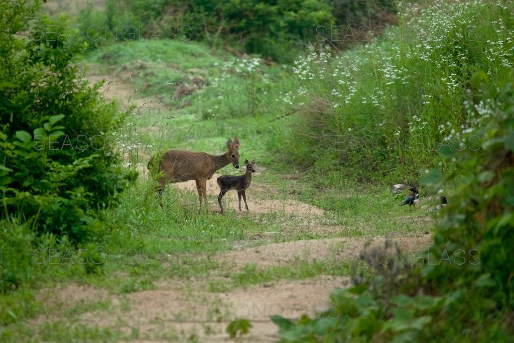 Water Deer and Magpies