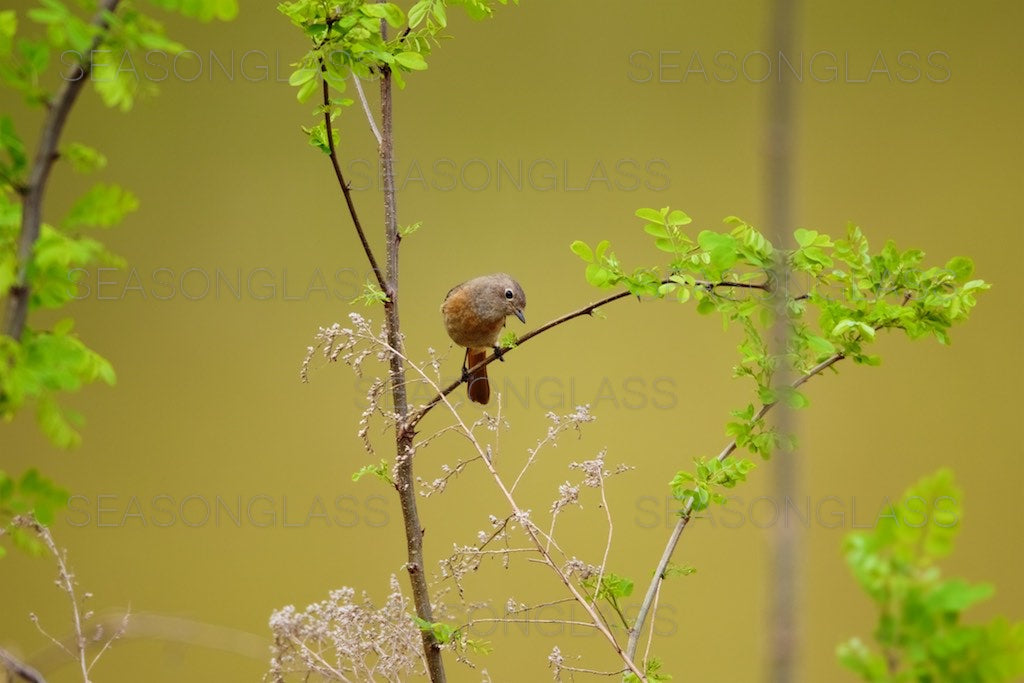 Female Daurian Redstart