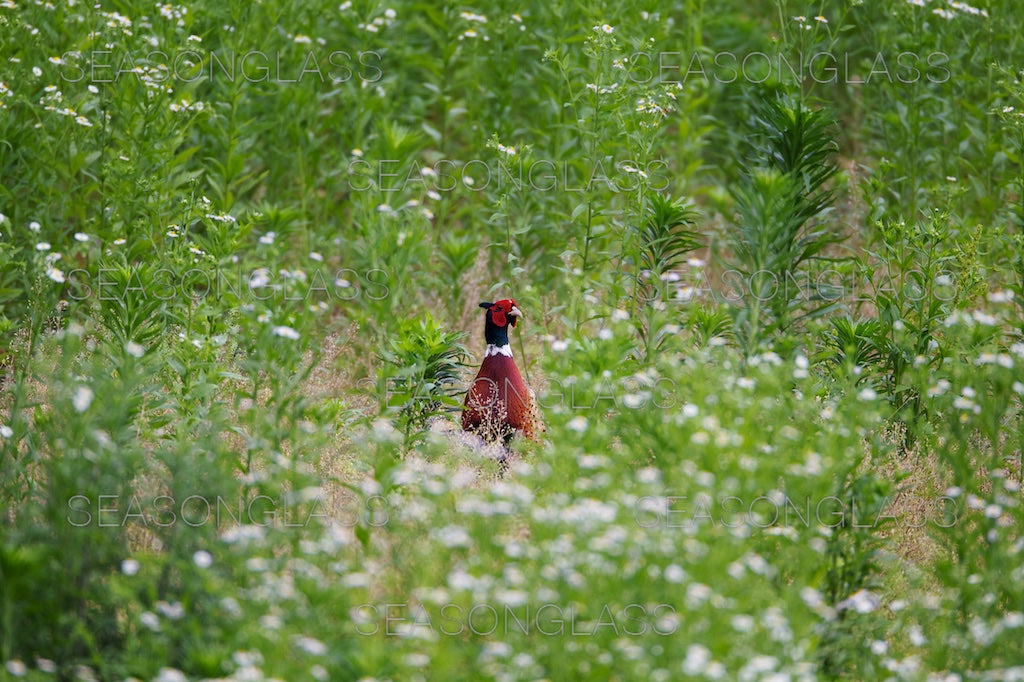 Cock Pheasant