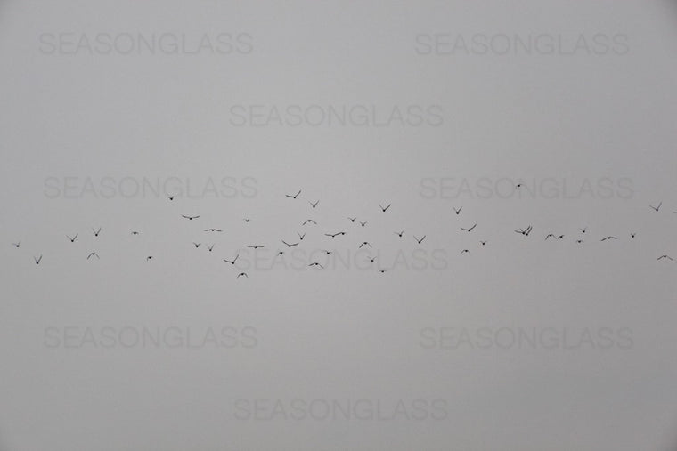 Birds in Flight