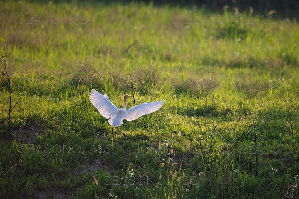 Cattle Egret