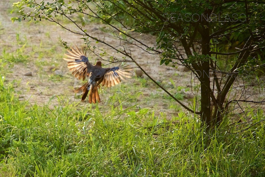 Eurasian Jay