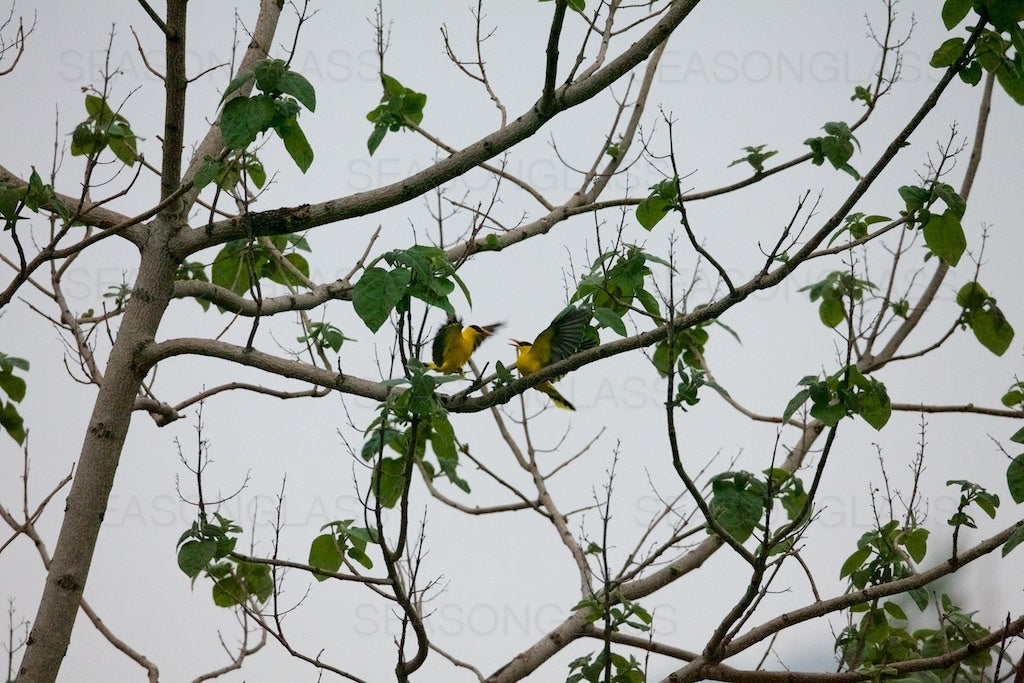 Black-naped Orioles