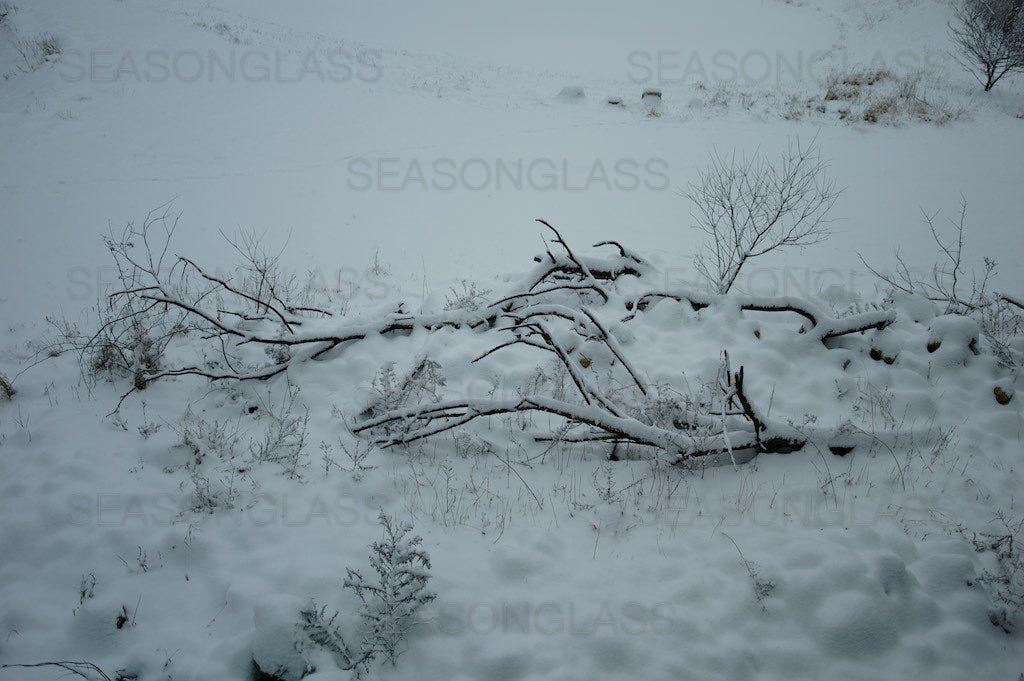 Branches in Snow