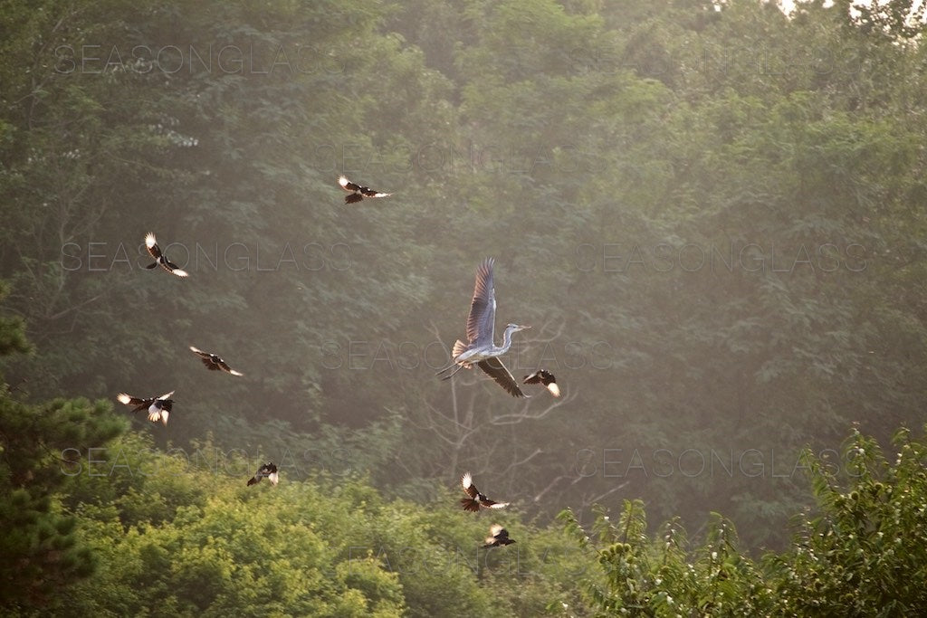 Magpies Harassing Grey Heron