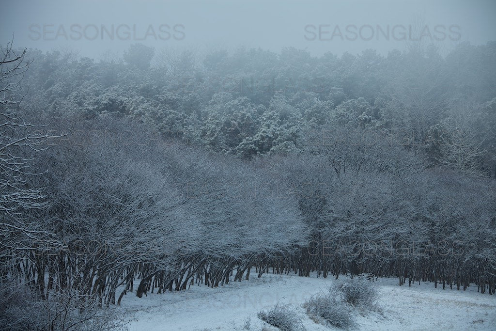 Maple Trees in Winter