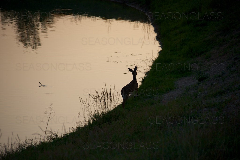 Water Deer and Fish