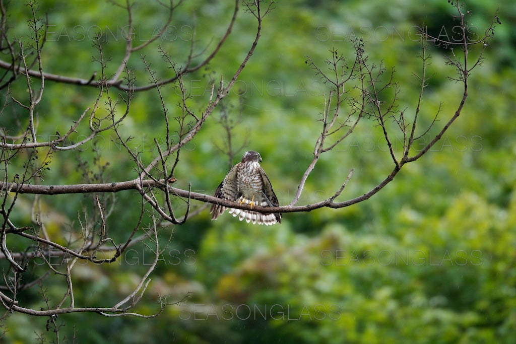 Chinese Sparrowhawk