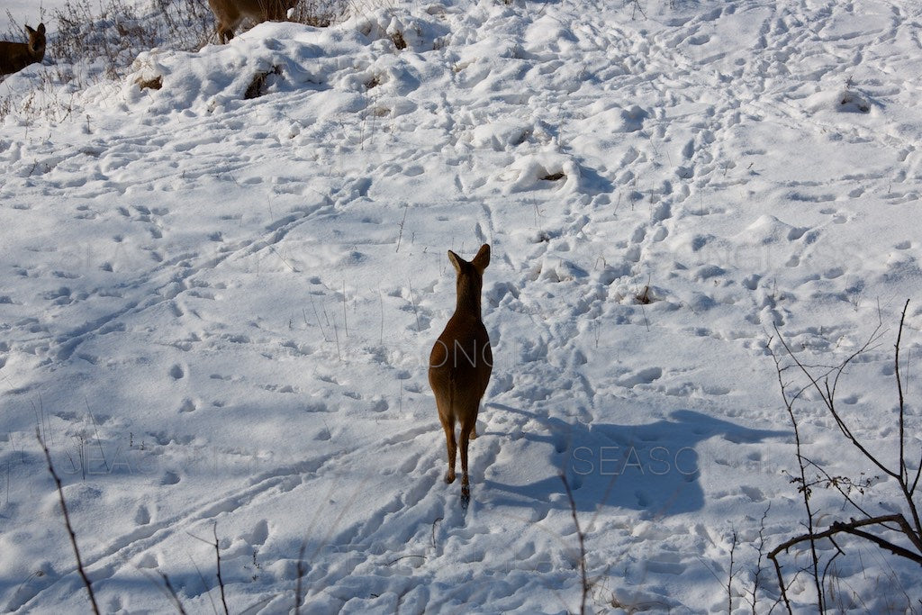 Water Deer