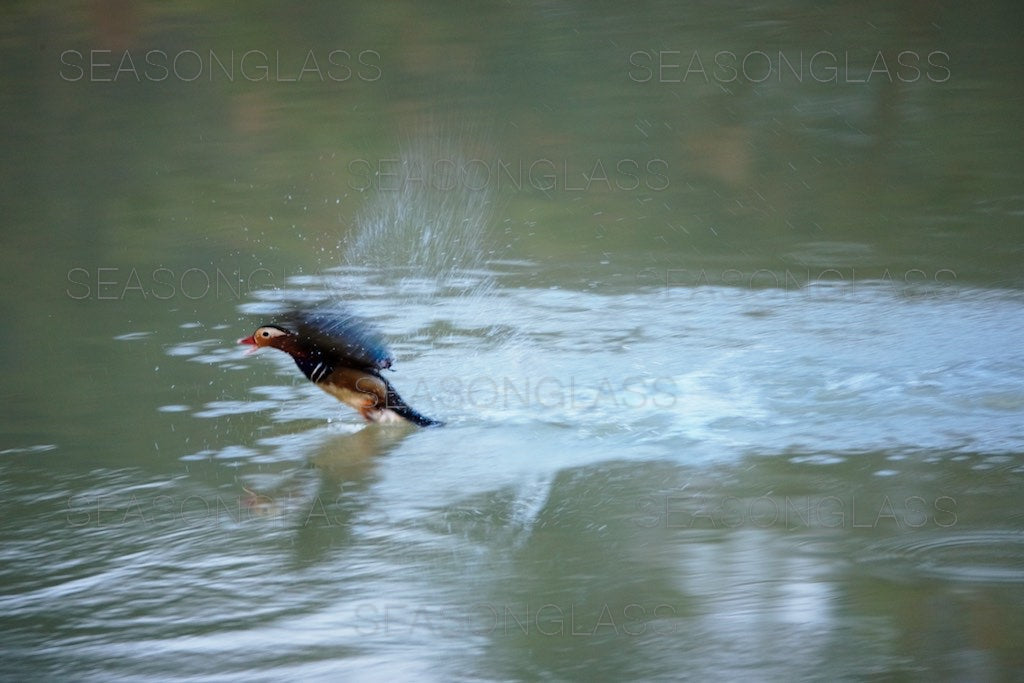 Male Mandarin Duck