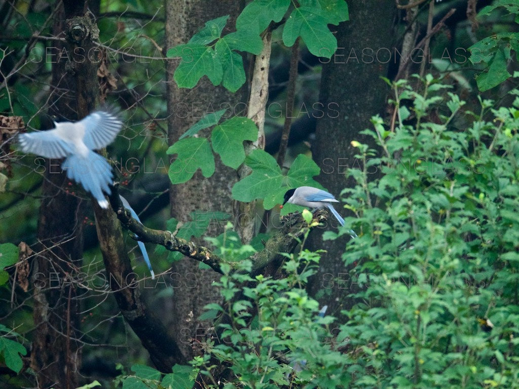 Azure-winged Magpies