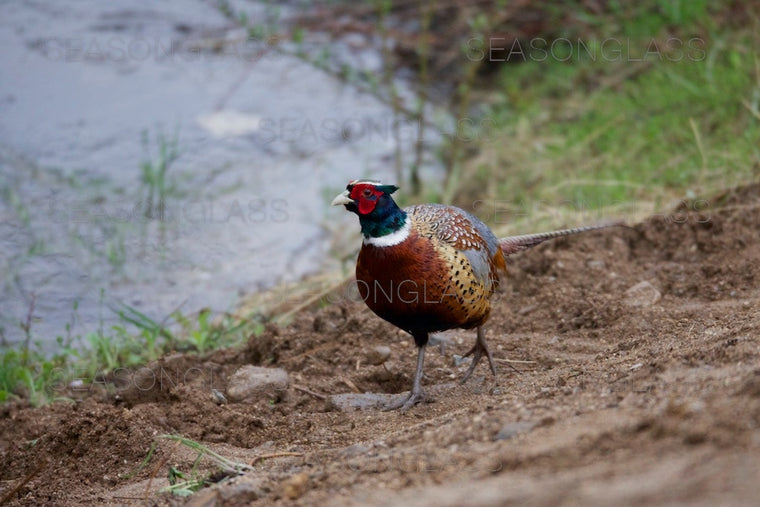 Pheasant
