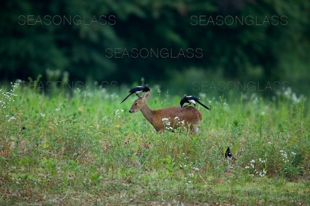 Magpies and Water Deer