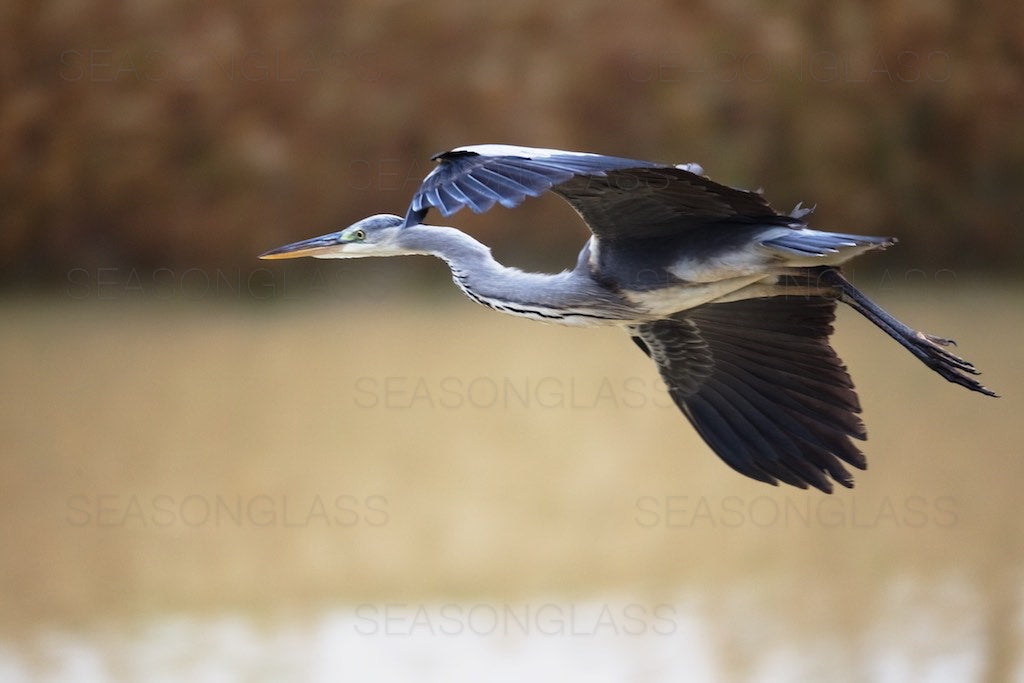 Grey Heron