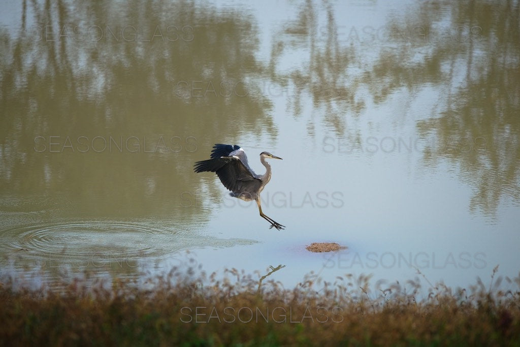 Grey Heron