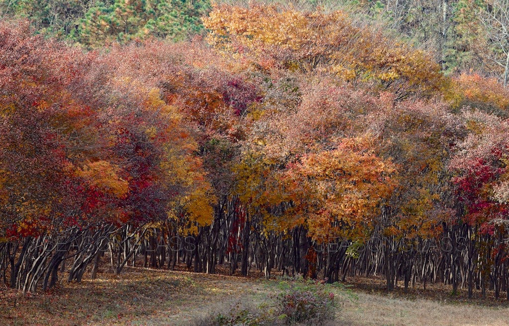 Maple Trees in Autumn