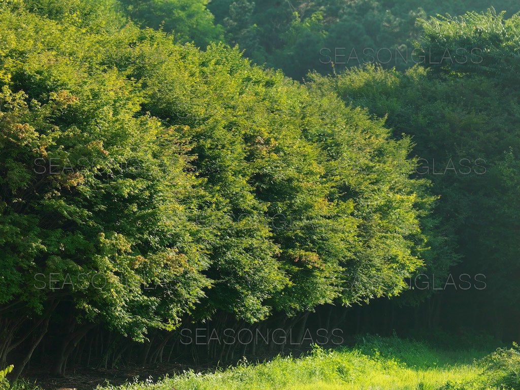 Maple Trees in Summer