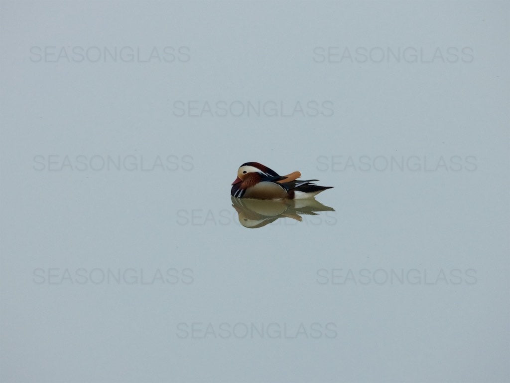 Male Mandarin Duck