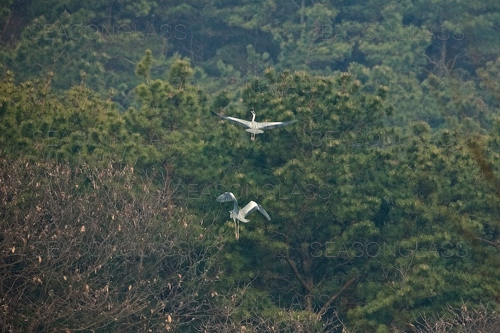 Grey Herons