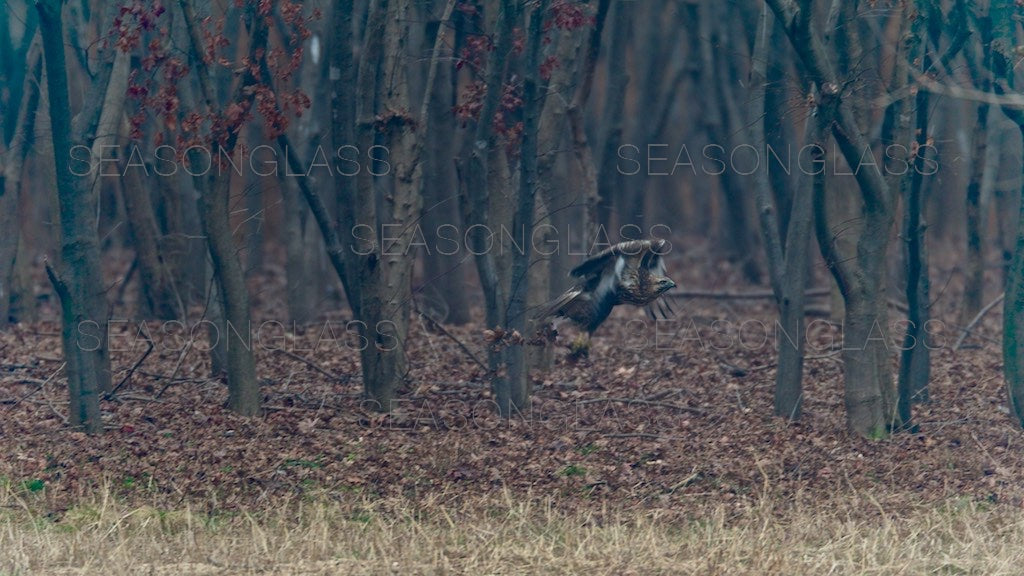 Common Buzzard