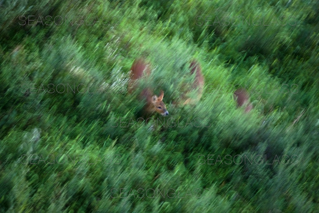 Water Deer