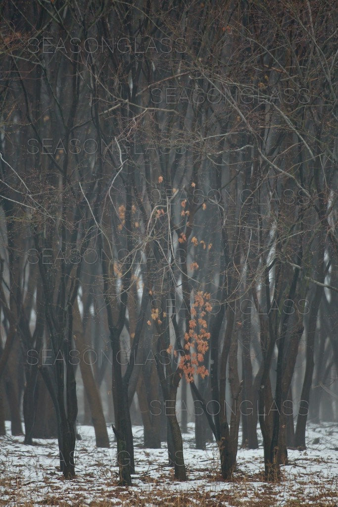 Maple Trees in Winter