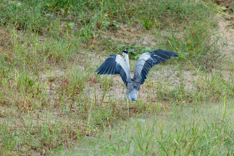 Grey Heron