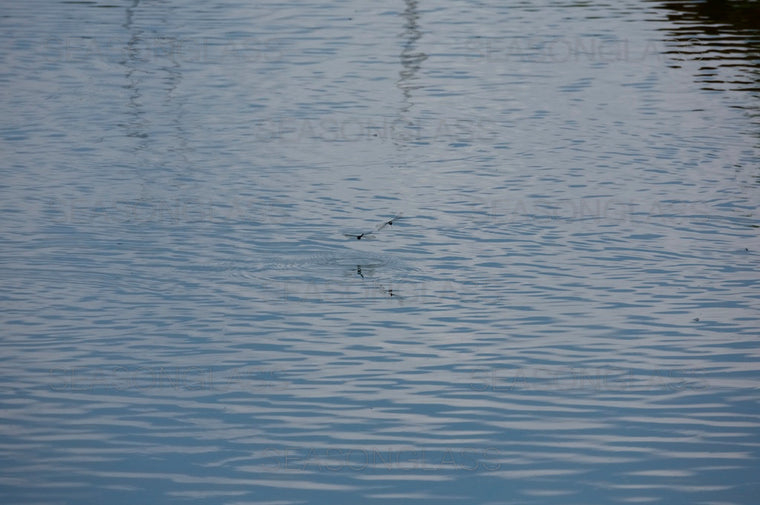 Dragonflies