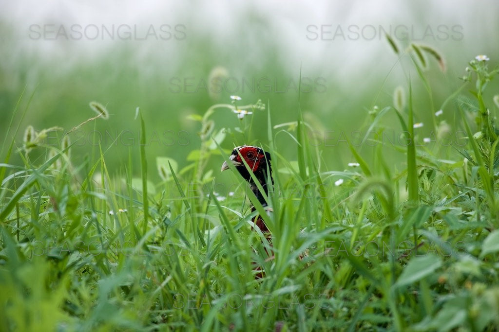 Cock Pheasant