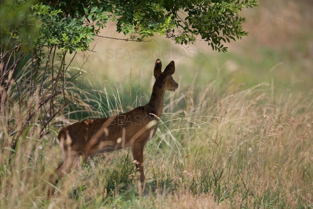 Water Deer