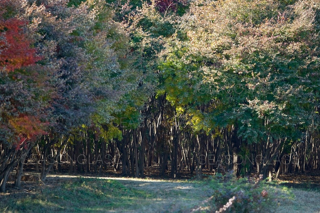 Maple Trees in Autumn