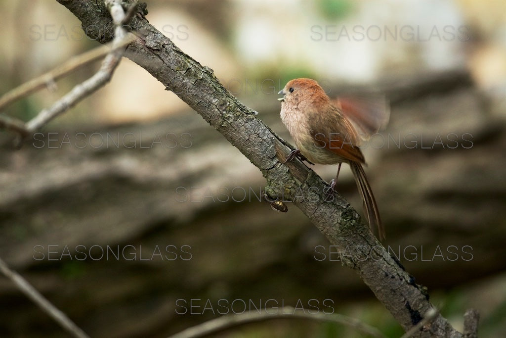 Vinous-throated Parrotbill