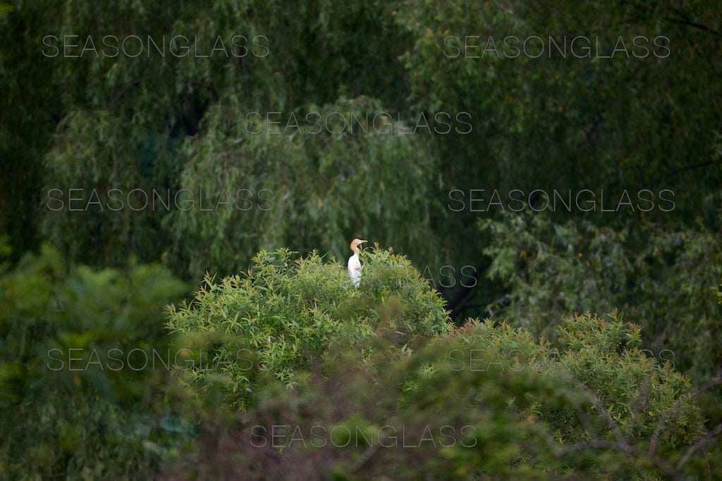 Cattle Egret